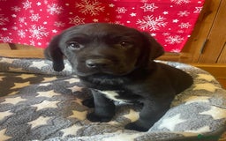Springador dogs for sale: Beautiful Springador Puppies  - Advert 17