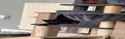 Mixed Breed cats for sale: 4 Kittens – Available 1st August | 3 Boys & 1 Girl in Melksham - Advert 7