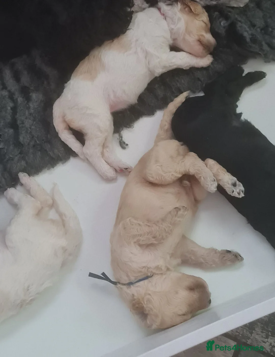 Standard Poodle dogs for sale: Gorgeous Standard Poodles - Advert 2