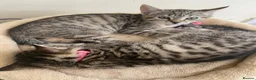 Mixed Breed cats for sale: Female litter of kittens  - Advert 6
