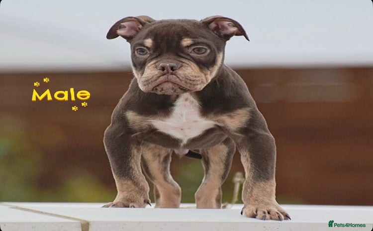 English Bulldog dogs - Advert 4