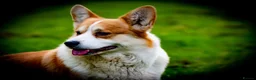 Welsh Corgi Pembroke dogs for stud: Beautiful Pembrokeshire Corgi Stud Dog in Machynlleth - Advert 9