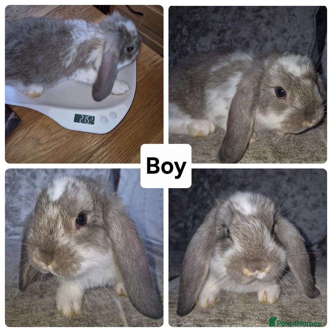 French Lop rabbits for sale: Beautiful French Lops - Advert 2