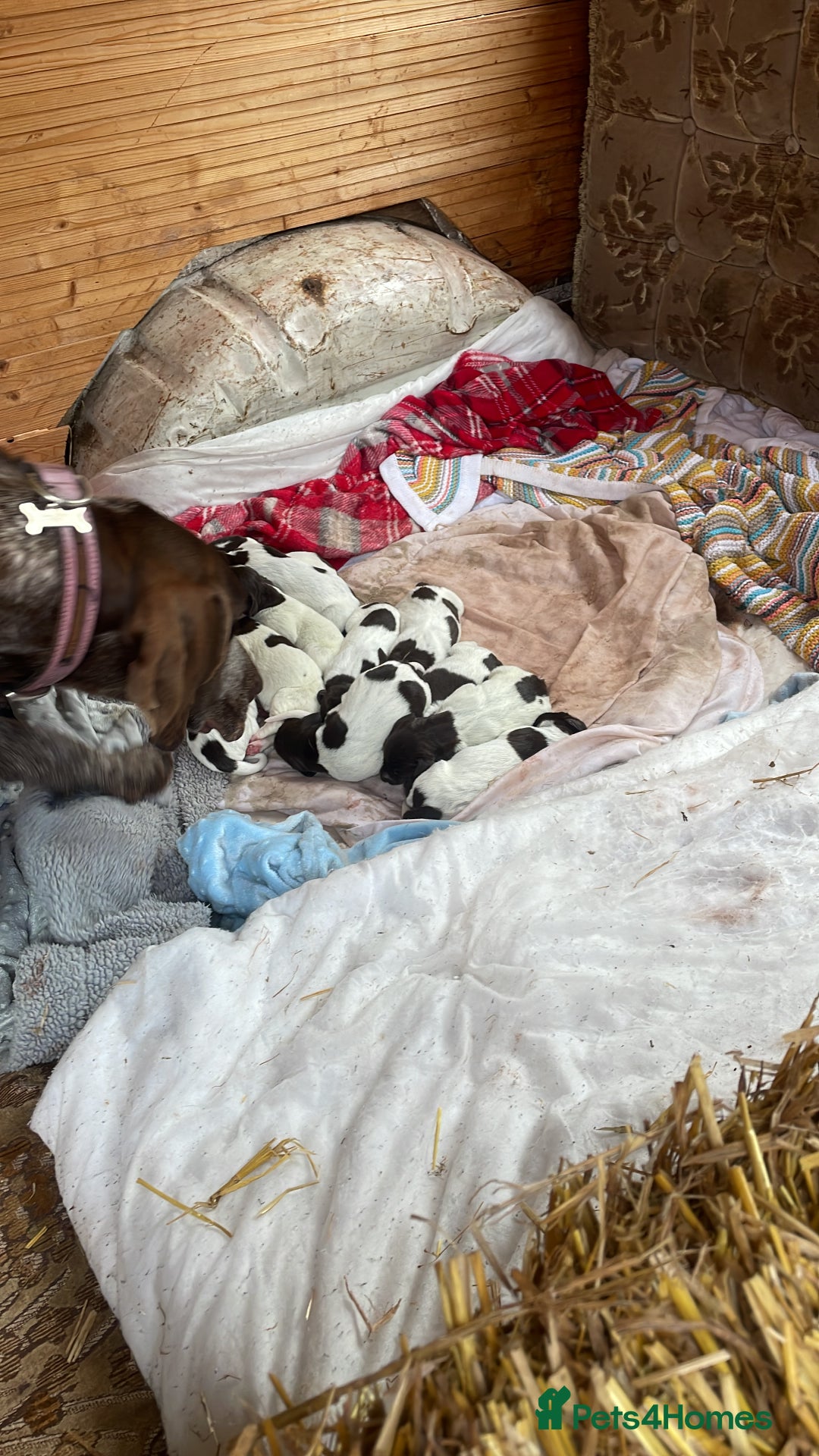 Mixed Breed dogs for sale: GDP and  griffen pointer f1 hybrid  - Image 2