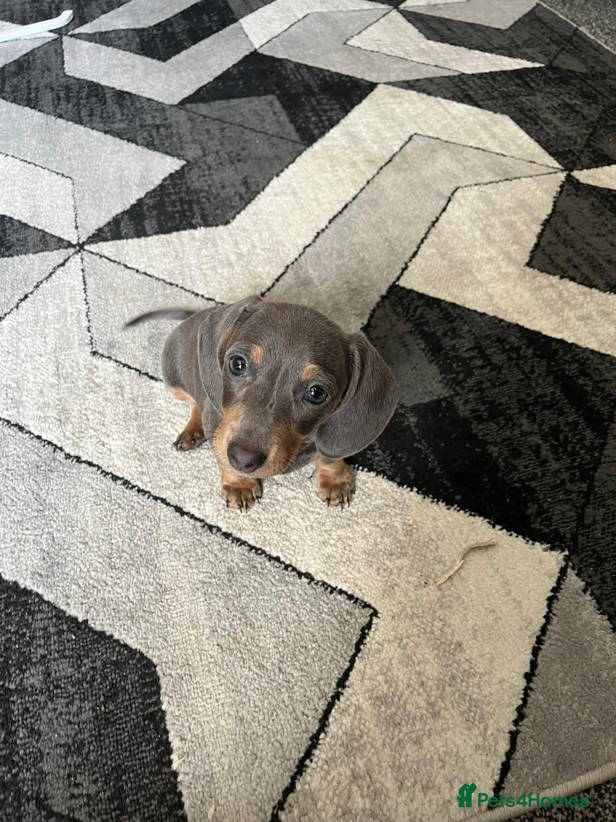 Miniature Dachshund dogs Miniature dachshund puppies READY NOW xx - Advert 10