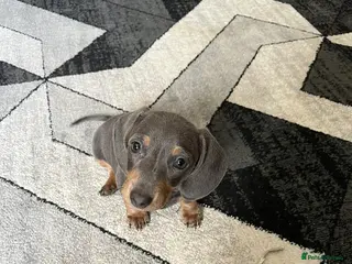 Miniature Dachshund dogs Miniature dachshund puppies READY NOW xx - Advert 10