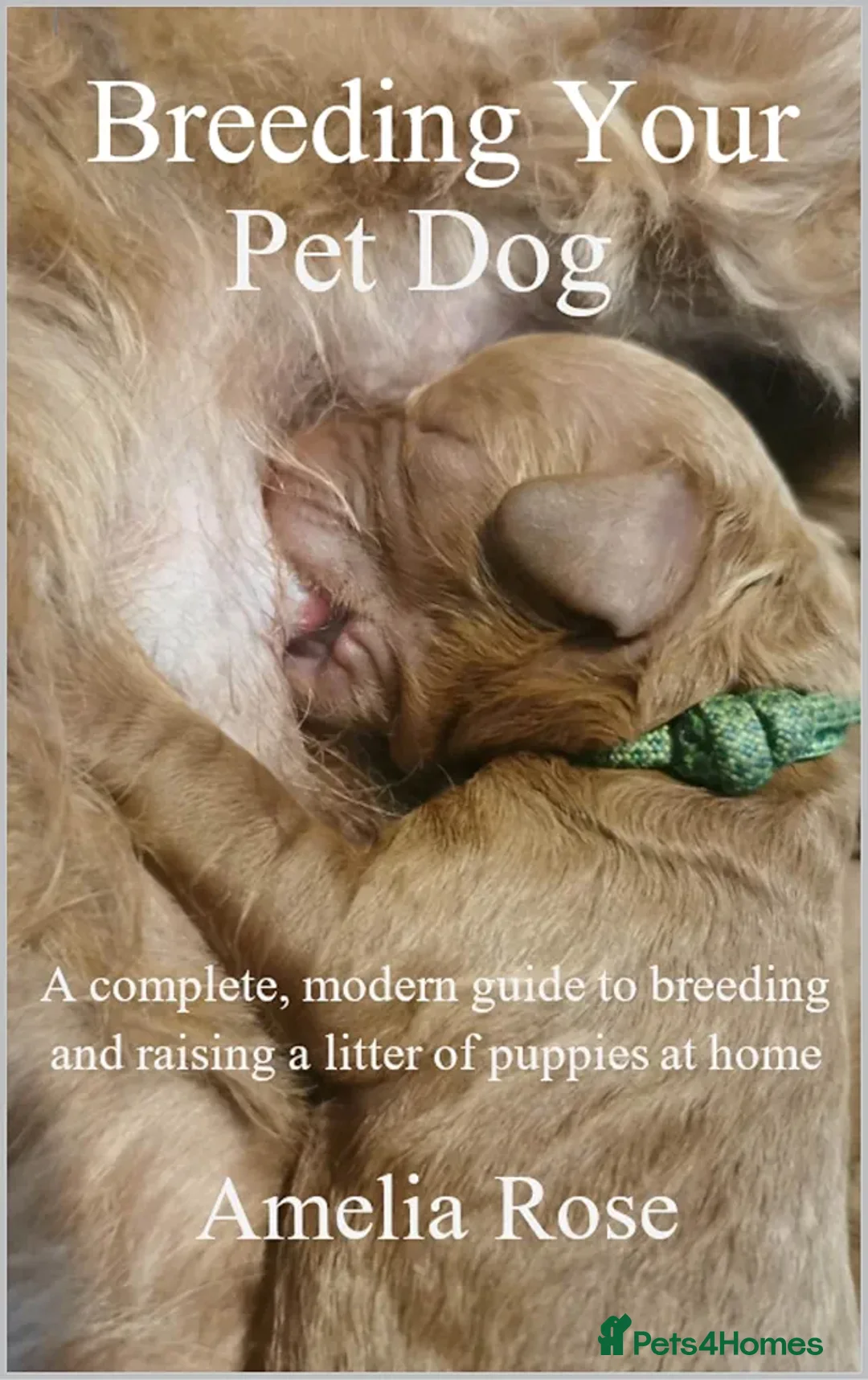 Miniature Poodle dogs for stud: Deep Red Extensively Health Tested Boy in Bognor Regis - Advert 6