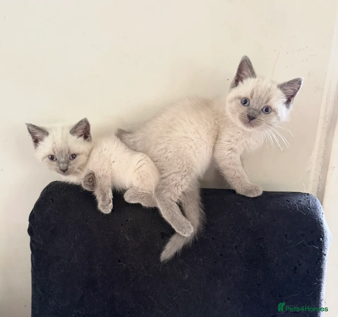 Ragdoll cats for sale: Ragdoll X British shorthaired kittens  - Advert 7