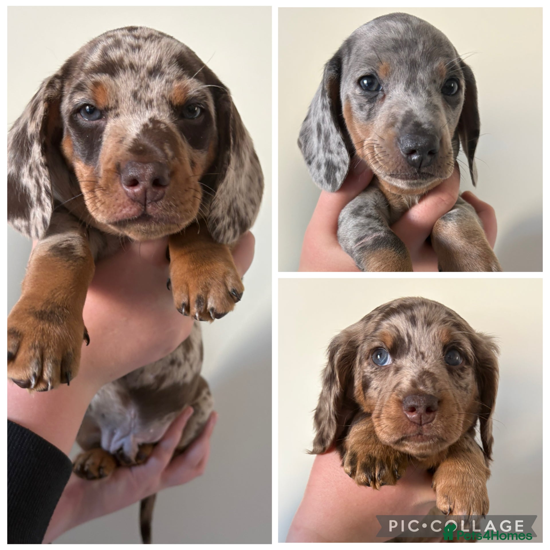 Miniature Dachshund dogs mini dachshund dapple pups  - Advert 1