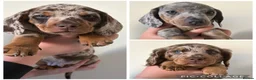 Miniature Dachshund dogs for sale: mini dachshund dapple pups  - Advert 1