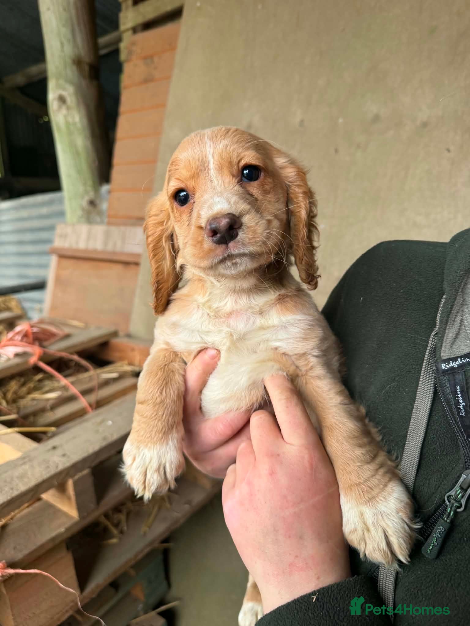 Cocker Spaniel dogs Working cocker spaniel pup  - Advert 3