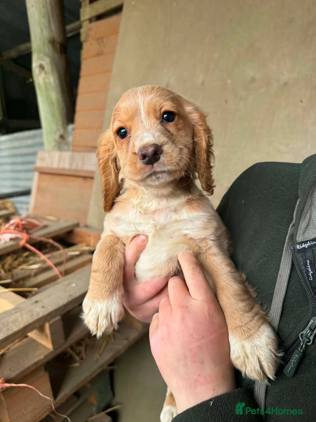 Cocker Spaniel dogs for sale: Ready to leave working cocker spaniel pup  - Advert 1