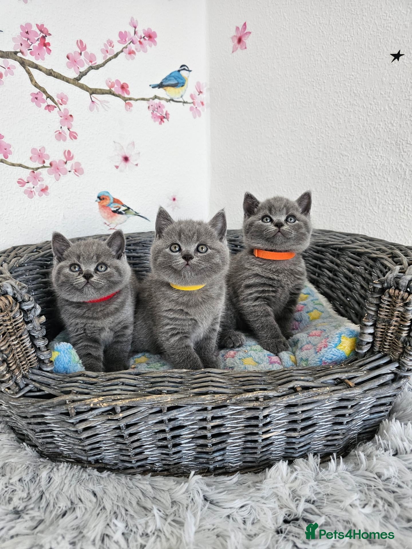 British Shorthair cats British Shorthair Kittens  - Advert 2