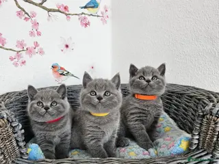 British Shorthair cats British Shorthair Kittens - Advert 2