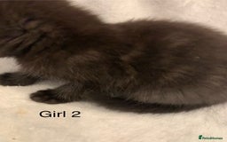 Mixed Breed cats for sale: 💚 3 male  💜 2 female  - Image 14