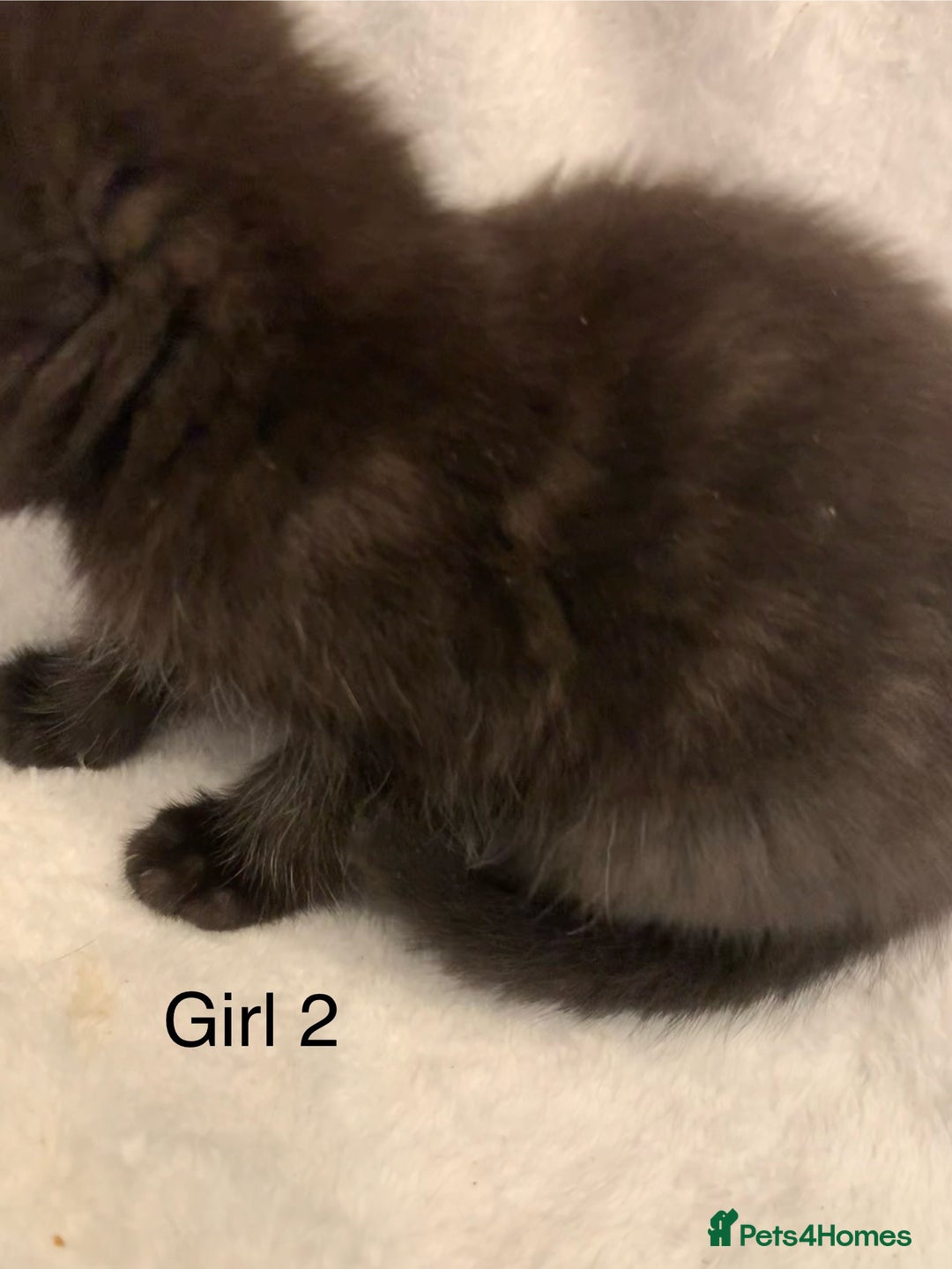 Mixed Breed cats for sale: 💚 3 male  💜 2 female  - Image 14