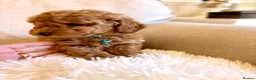 Toy Poodle dogs for sale: 3 lovely Toy Poodles  - Advert 5