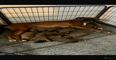Boxer dogs - Advert 3