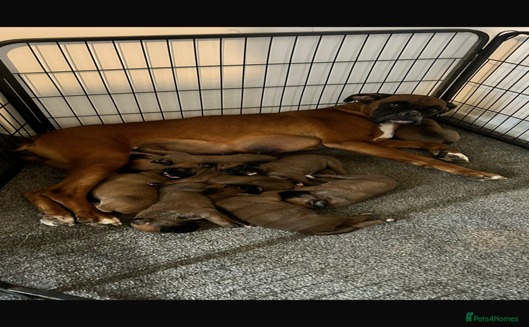 Boxer dogs - Advert 4