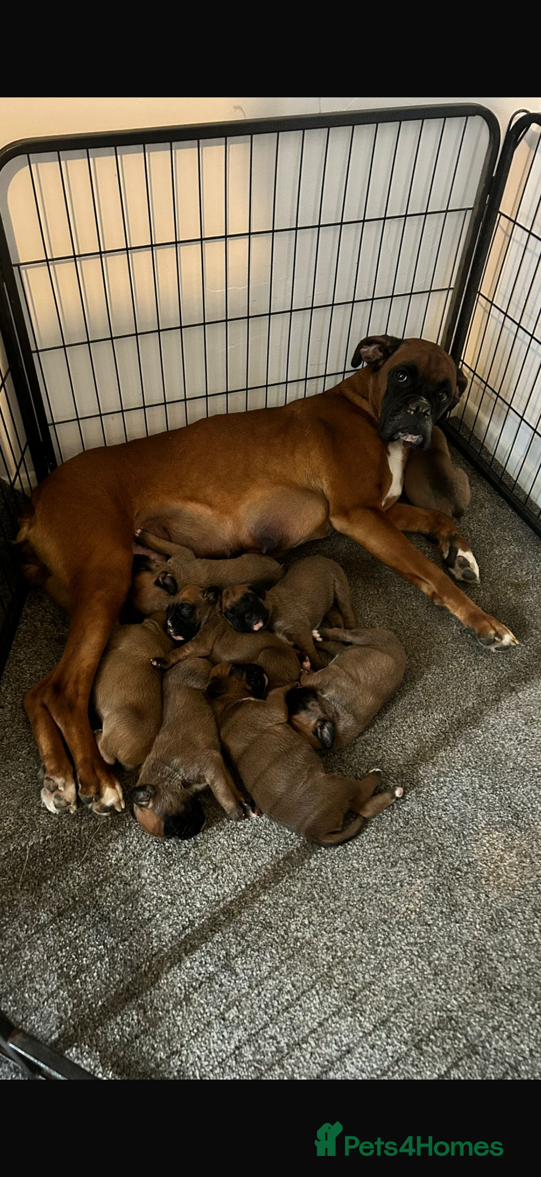 Boxer dogs for sale: KC Registered Boxer Puppies Ready in September 🐾 - Image 3