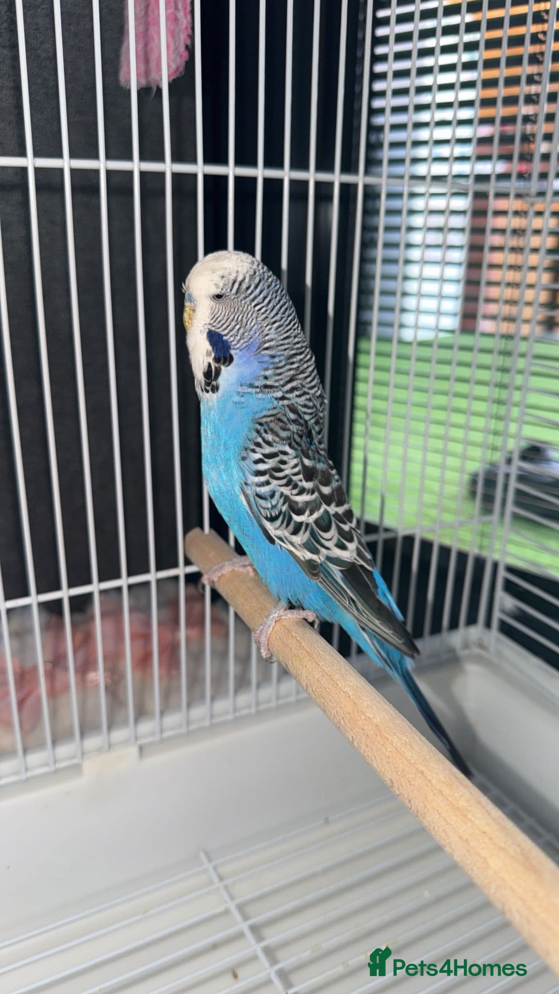 Budgerigars birds for sale: 2 Adults  - Advert 6
