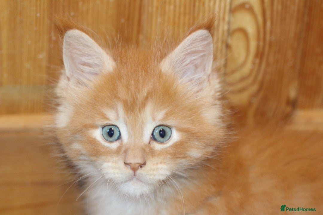 Maine Coon cats for sale: Handsome Maine Coon boys GCCF - Advert 10