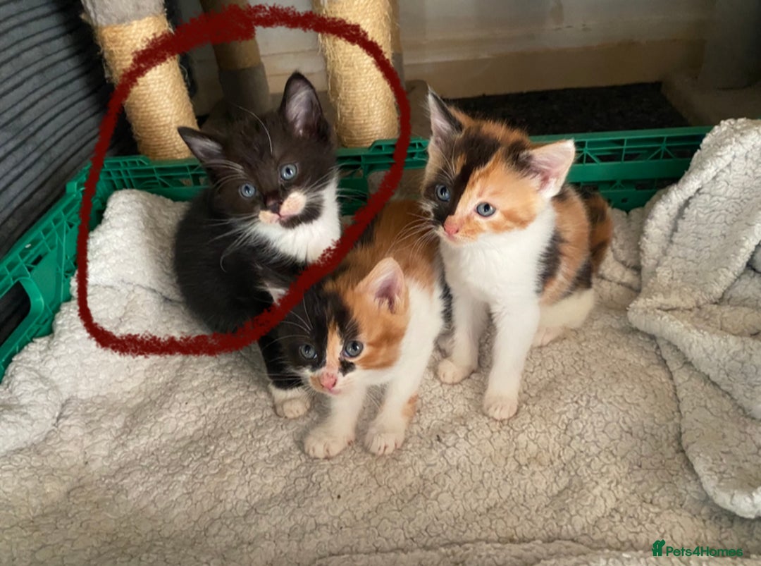Domestic Shorthair cats for sale: Beautiful tuxedo boy - Image 3