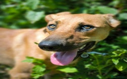 Mixed Breed dogs for adoption: 💖🐶 NIXIE 🐶💖 - Image 4
