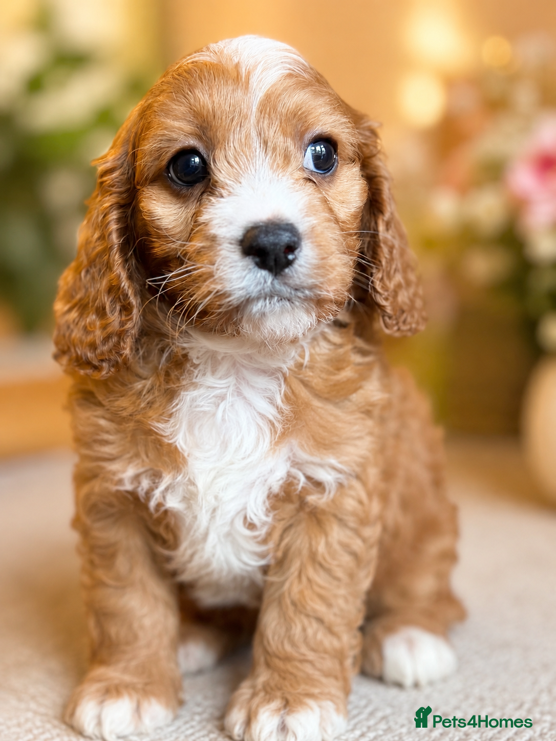 Cavapoo dogs Stunning f1 Cavapoos  - Advert 1