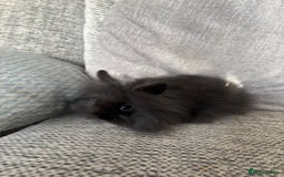 Mini Lion Lop rabbits for sale: Gorgeous Lion Mini lops - Image 10