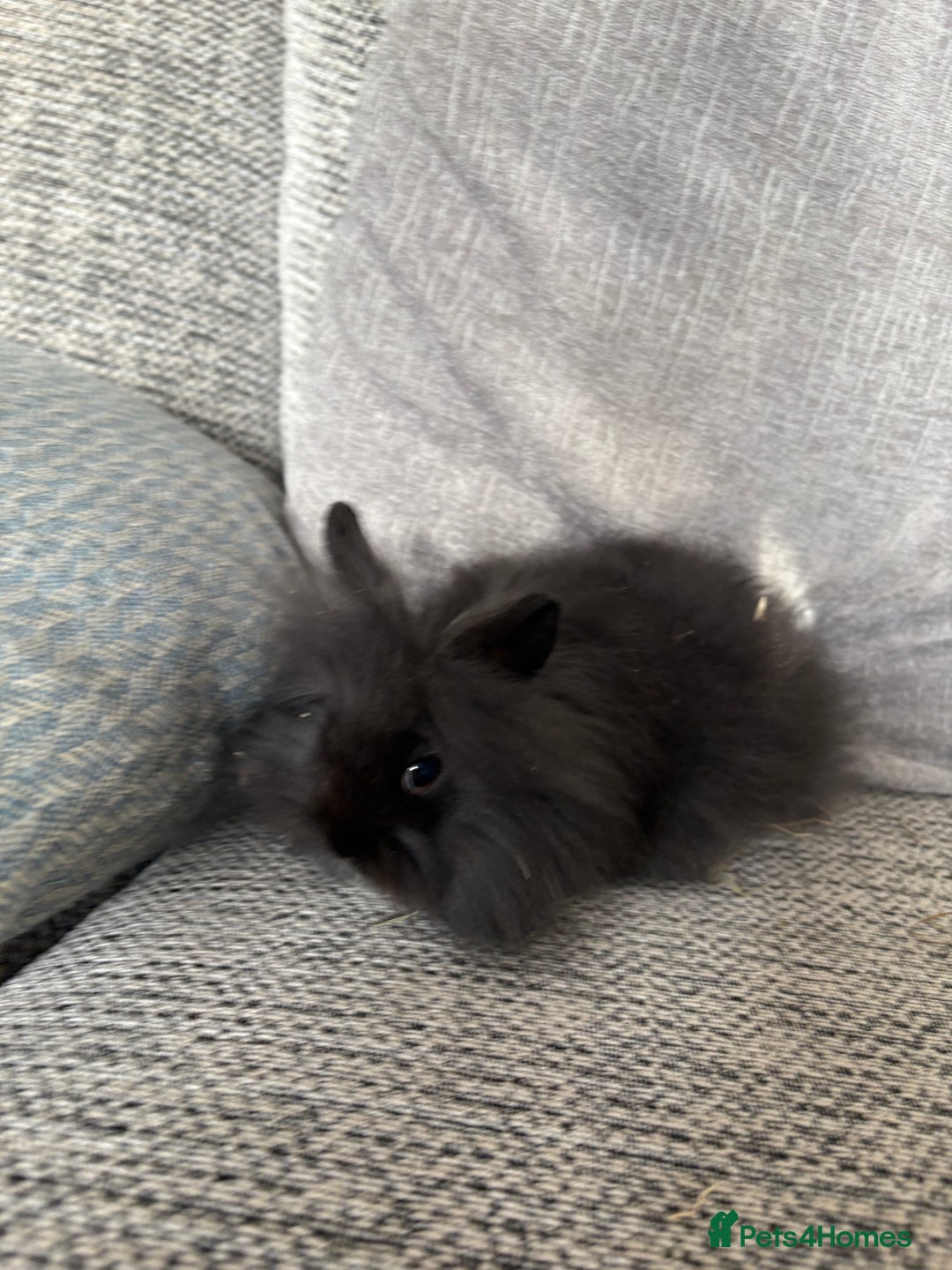 Mini Lion Lop rabbits for sale: Gorgeous Lion Mini lops - Image 10