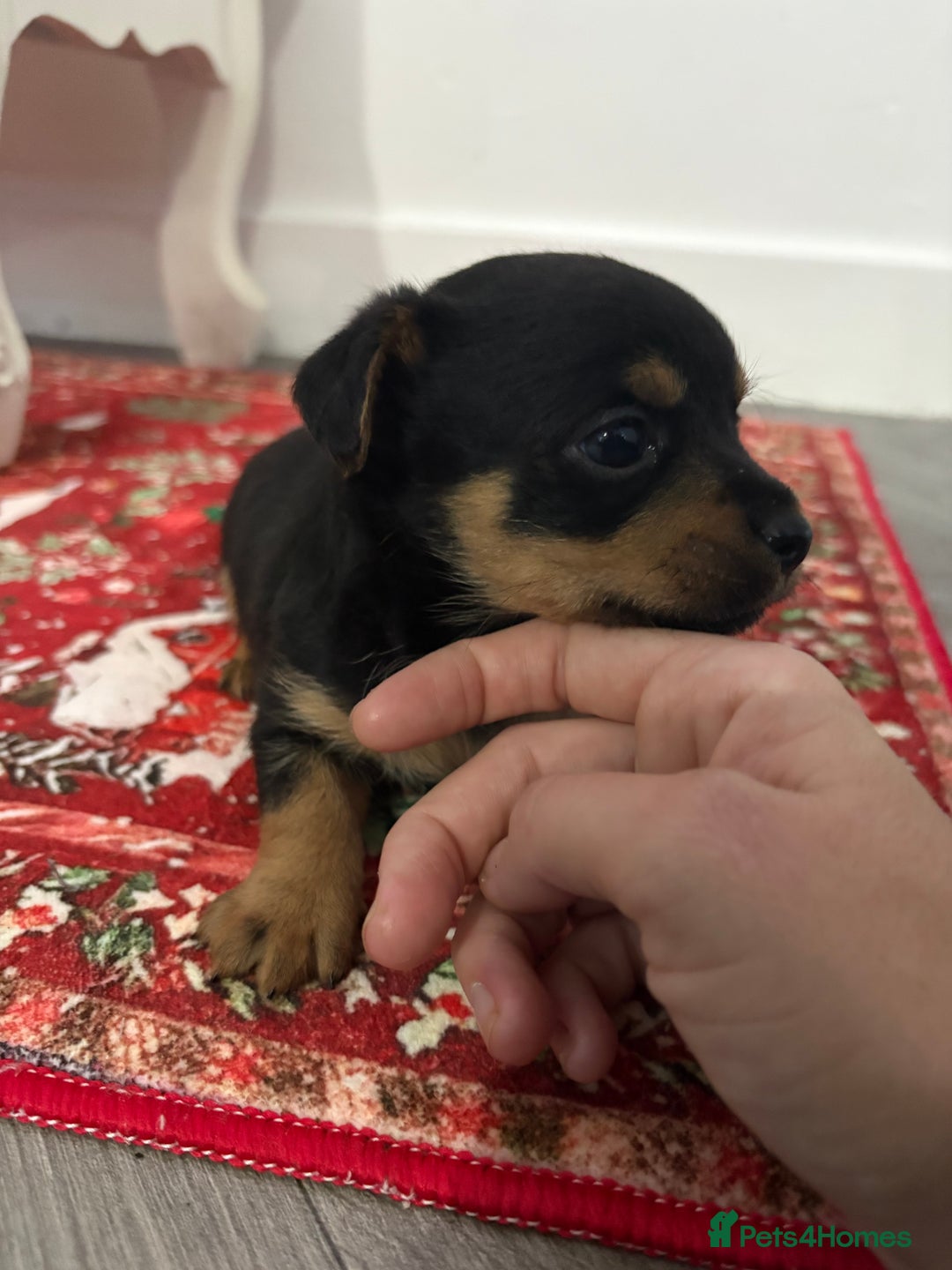 Yorkshire Terrier dogs for sale: Yorkshire terrier, terrier cross puppies - Advert 7