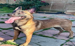Belgian Shepherd Dog dogs for sale: Guard dog Belgium Malanoi - Image 1