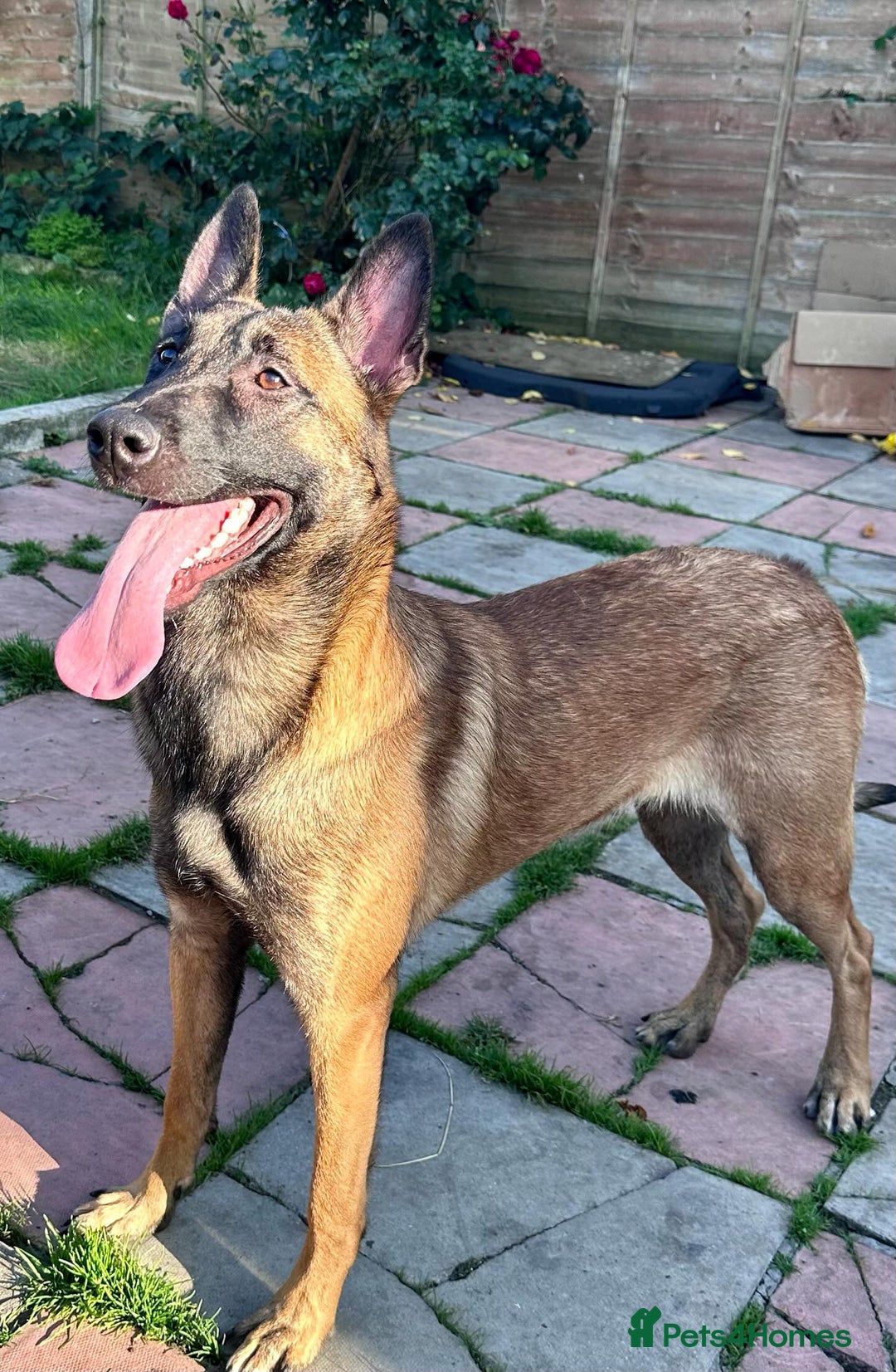 Belgian Shepherd Dog dogs for sale: Guard dog Belgium Malanoi - Image 1