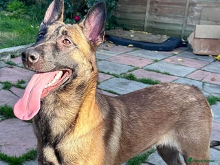 Belgian Shepherd Dog dogs - Advert 15