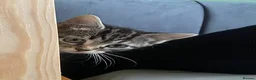 Mixed Breed cats for sale: Super Energetic and Friendly Kittens - Advert 5