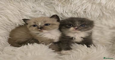 Scottish Fold cats - Advert 17