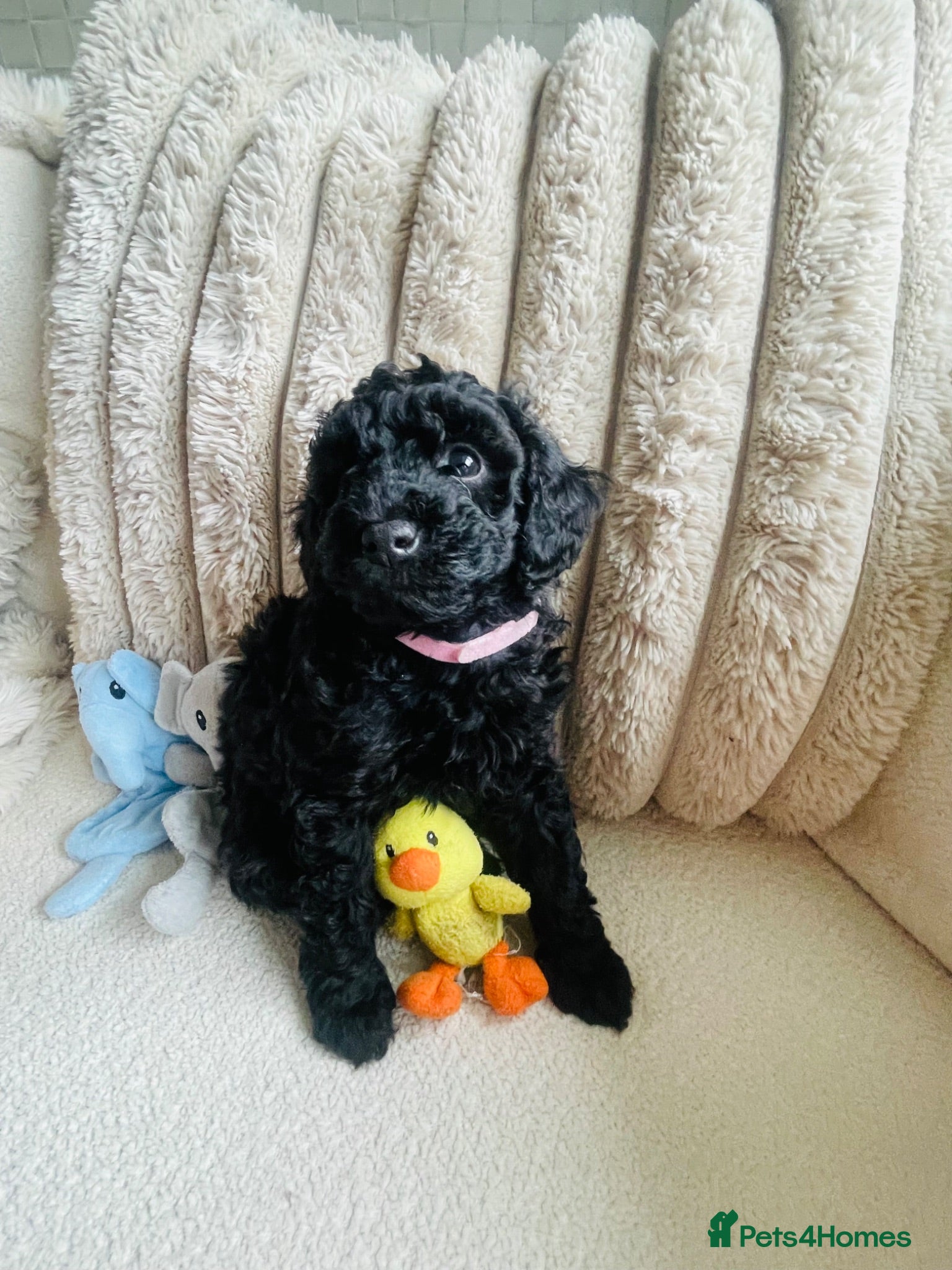 Toy Poodle dogs Toy Poodle Puppies  - Advert 13