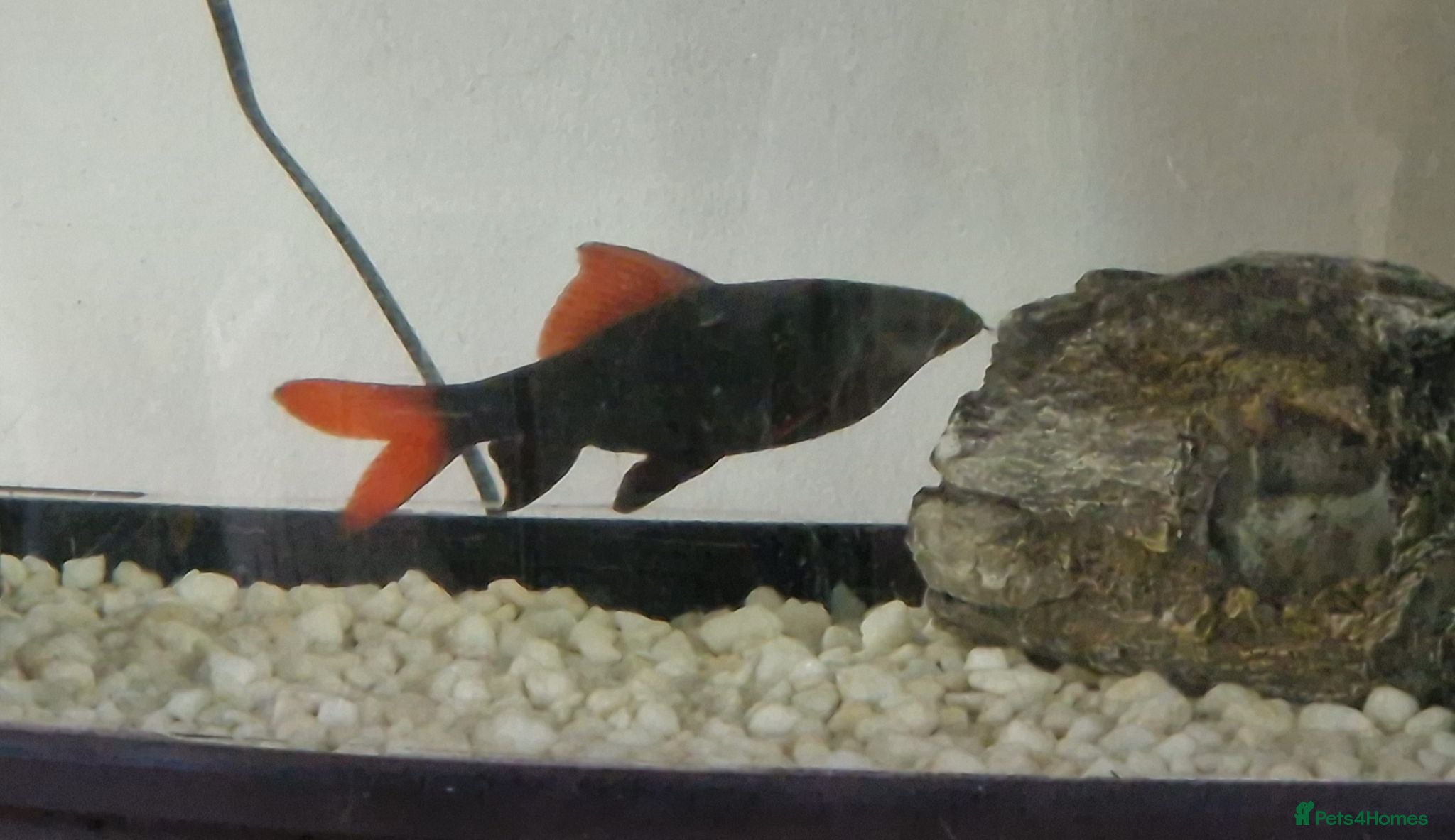 Sharks fish Red Tailed Shark - Advert 1