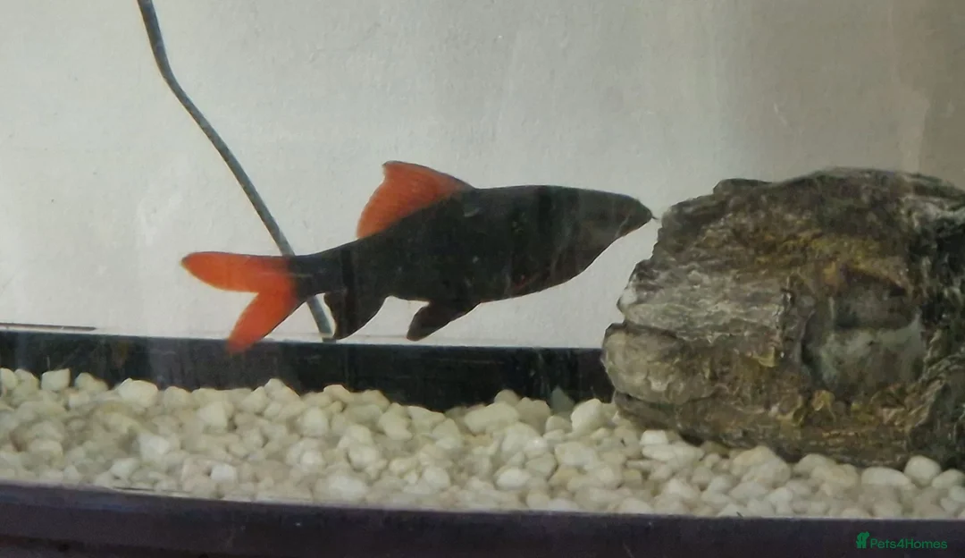 Sharks fish for sale: Red Tailed Shark in Immingham - Advert 1