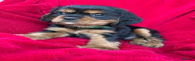 Cavalier King Charles Spaniel 1