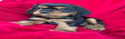 Cavalier King Charles Spaniel dogs for sale: Cavalier King Charles puppies - Advert 11