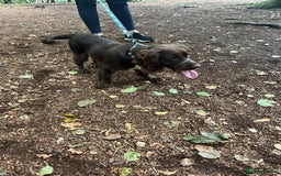 Cocker Spaniel dogs for sale: Rehoming our Cocker Spaniel! - Image 2