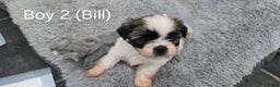 Malshi dogs for sale: Shih Tzu x Malshi Pups - Advert 13