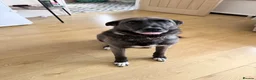Mixed Breed dogs for sale: Romanian rescue  - Advert 5