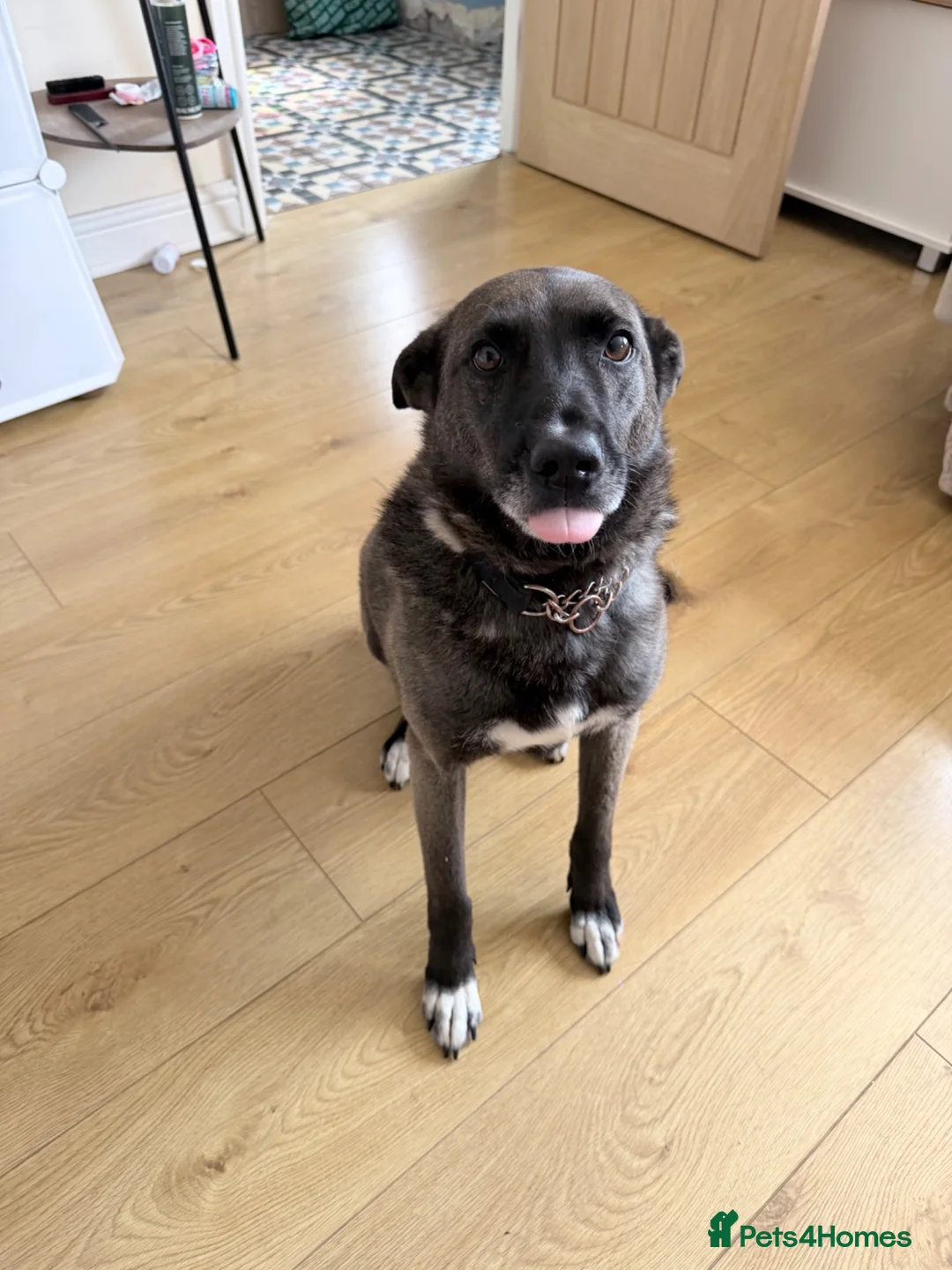 Mixed Breed dogs for sale: Romanian rescue  - Advert 5