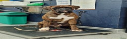 Boxer dogs for stud: Stunning Proven, Health tested and Heartscored 0 in Boston - Advert 6