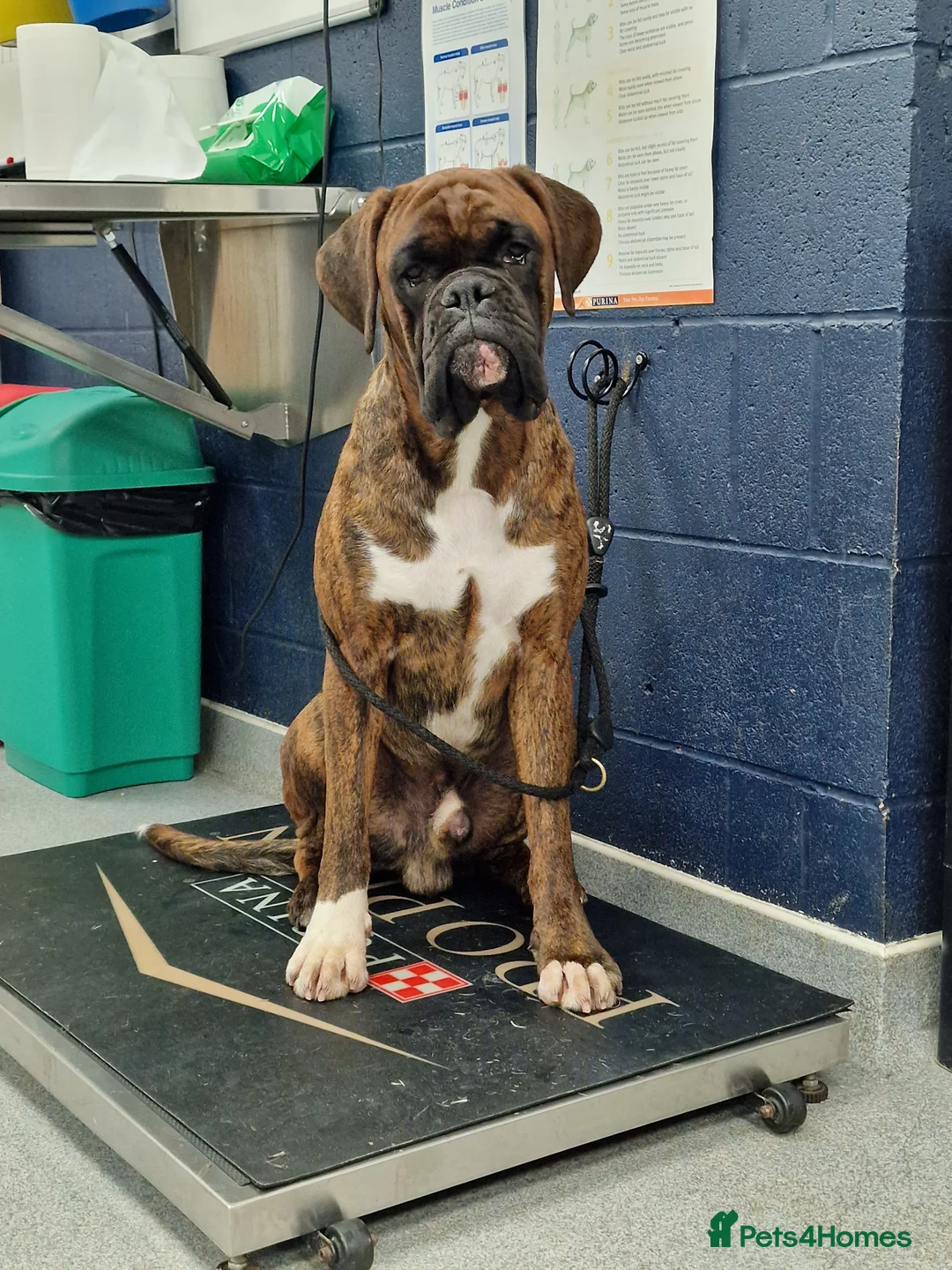 Boxer dogs for stud: Stunning Proven, Health tested and Heartscored 0 in Boston - Advert 6