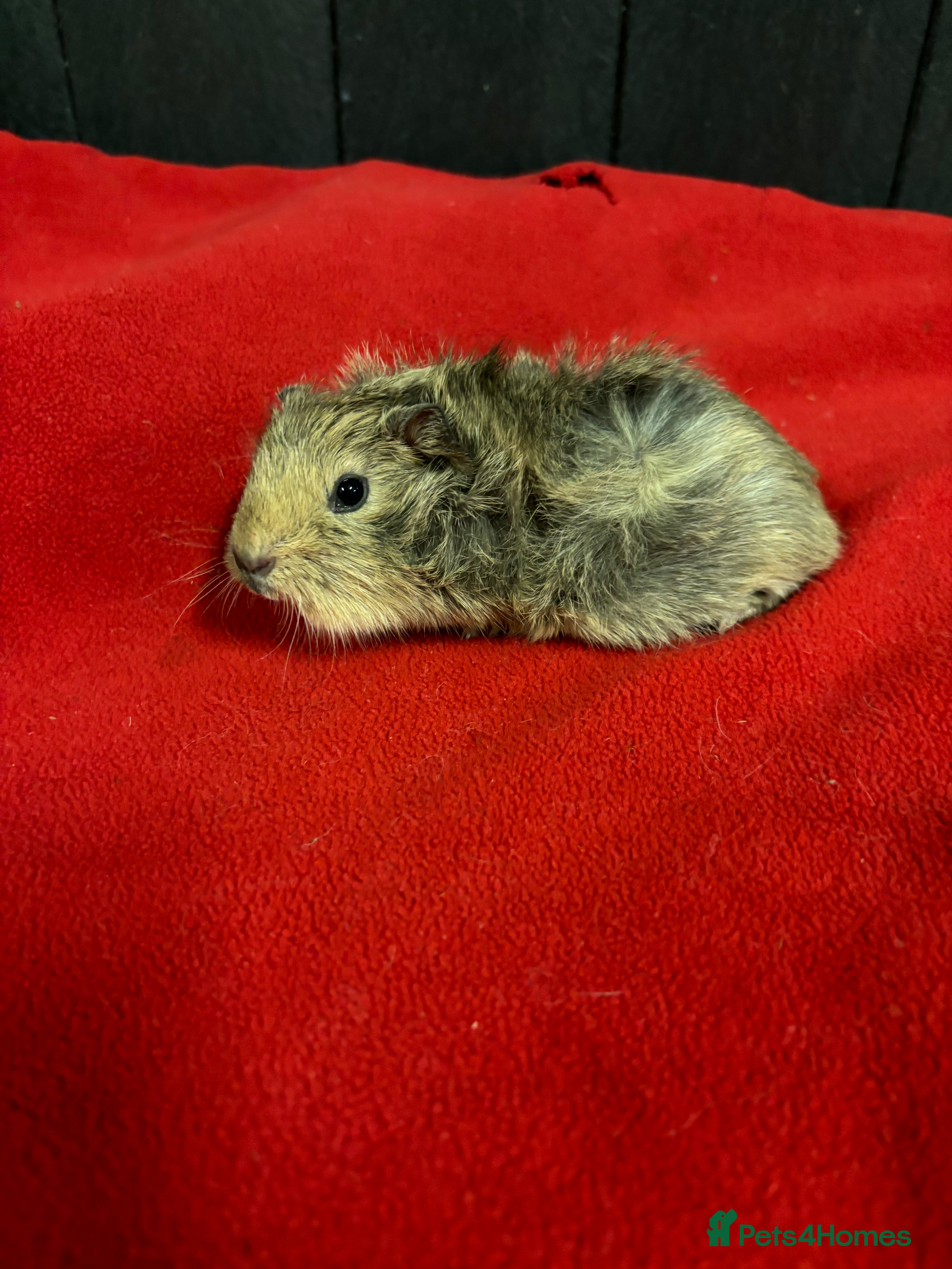 Guinea Pig rodents Female guinea pigs  - Advert 18