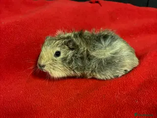 Guinea Pig rodents Female guinea pigs - Advert 18